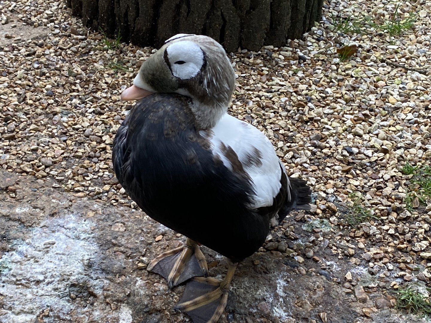 Seashore Walk - Spectacled eider 061121