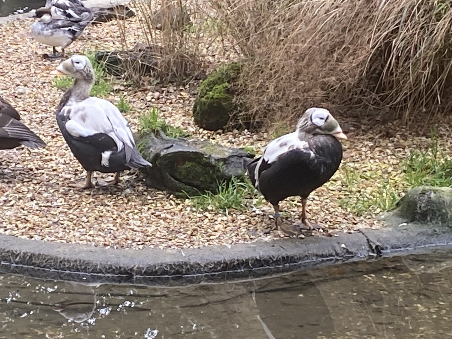 Seashore Walk - Spectacled eiders 061121