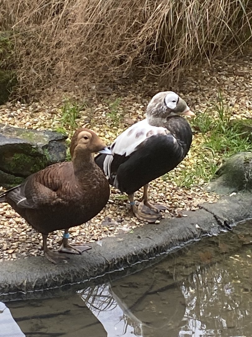 Seashore Walk - Spectacled eiders 061121