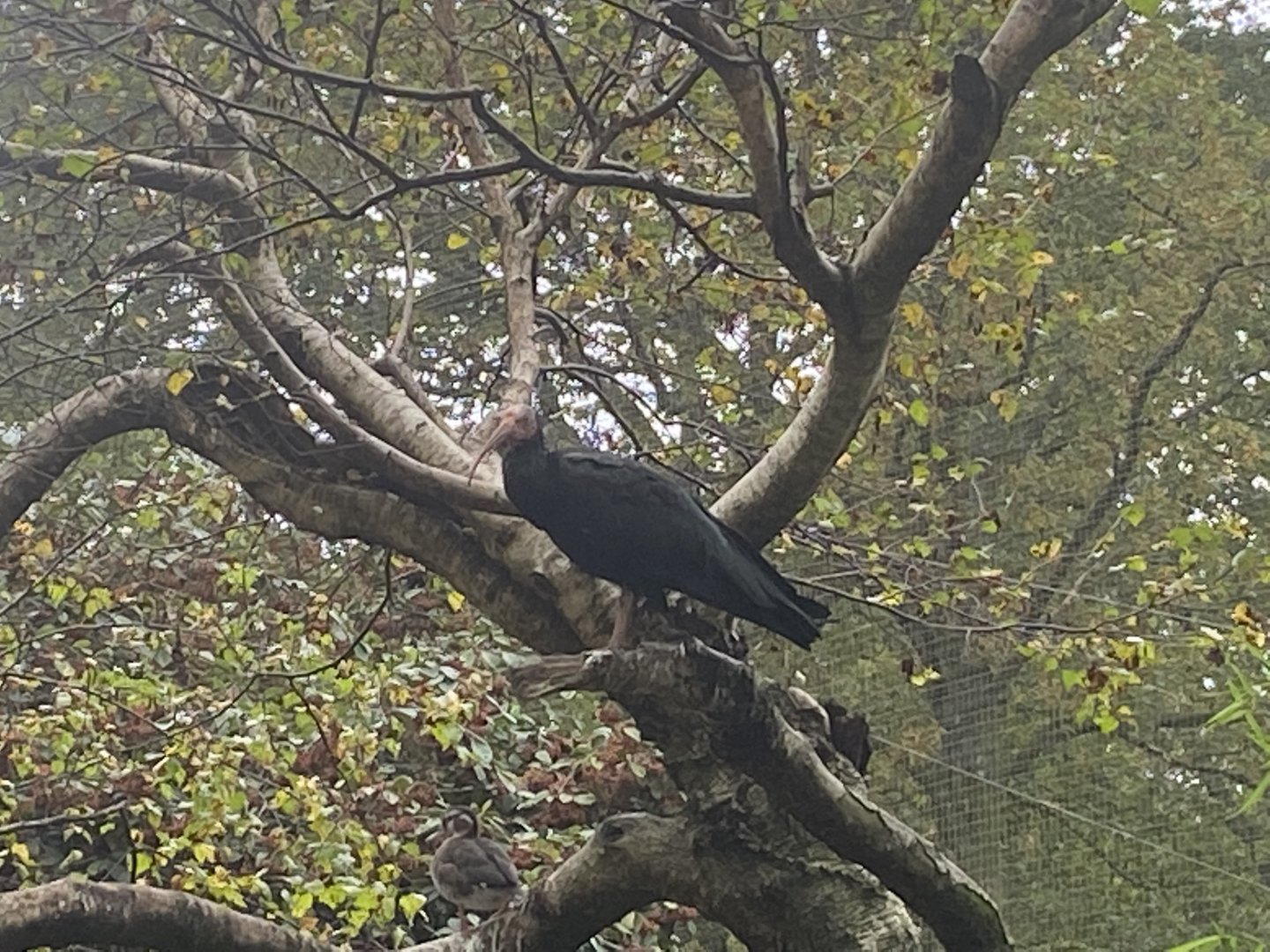 Seashore Walk - Waldrapp 061121