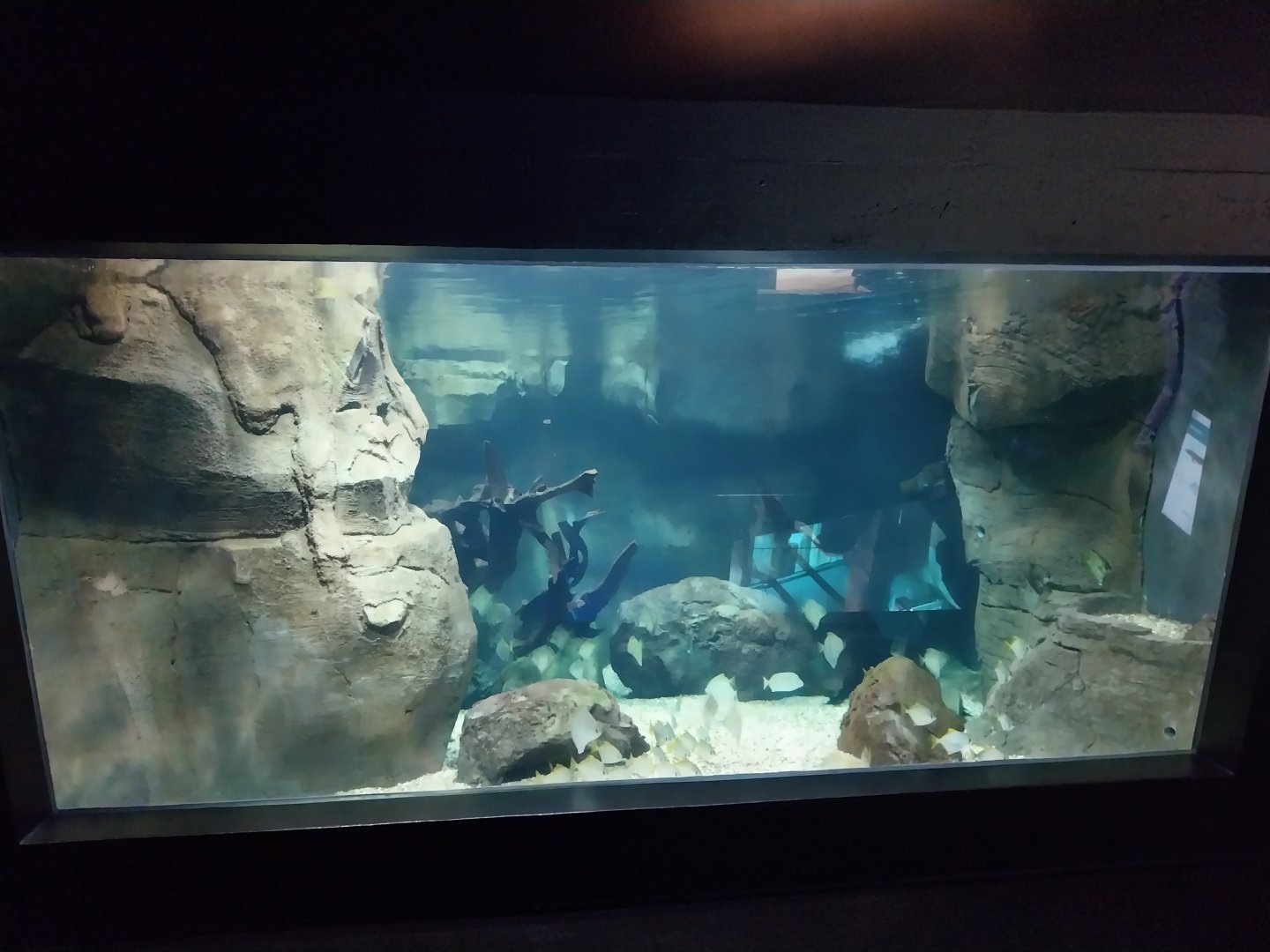 Seashores, mangroves and rivers