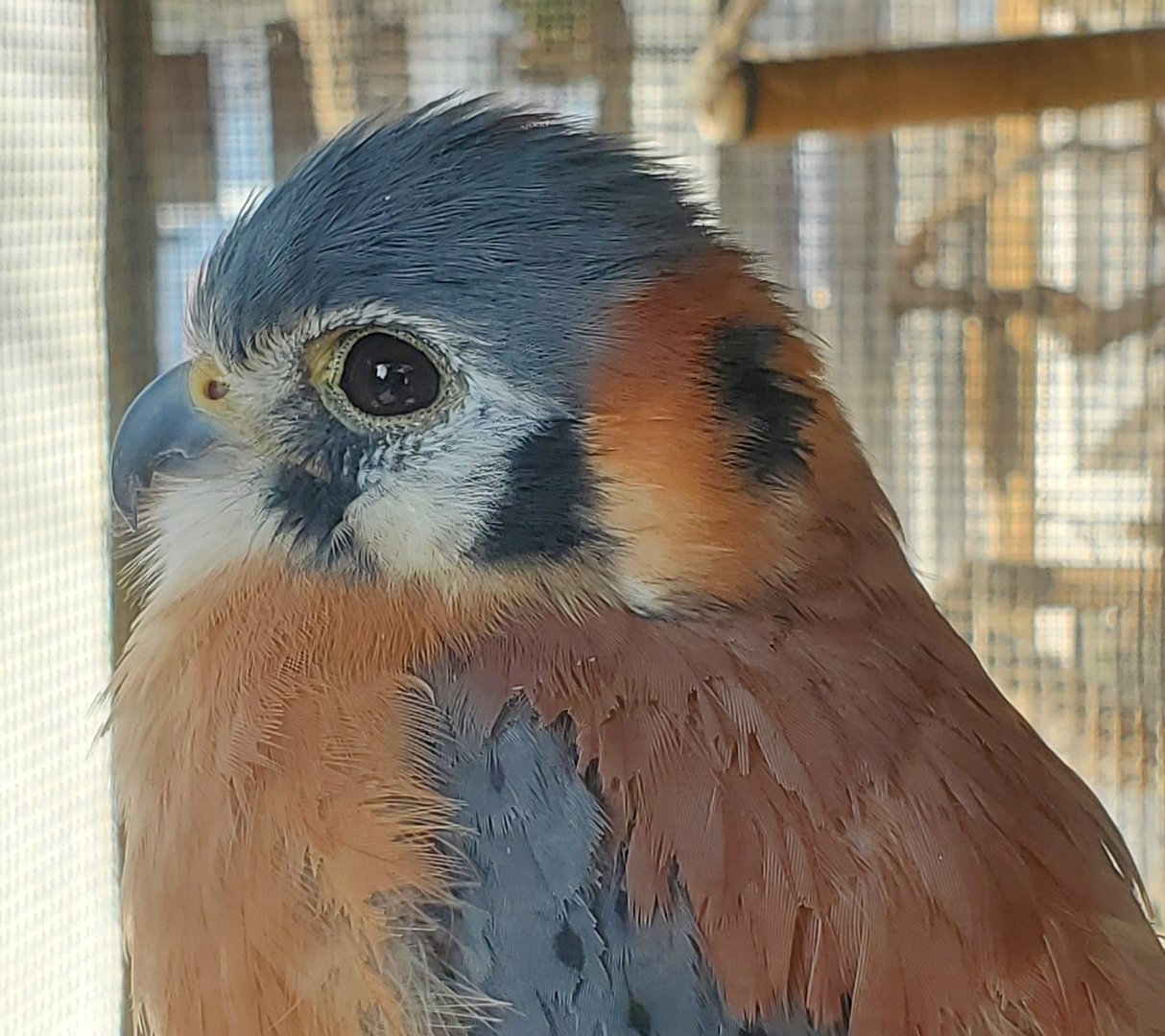 Seaside Seabird Sanctuary (2022) - American Kestrel
