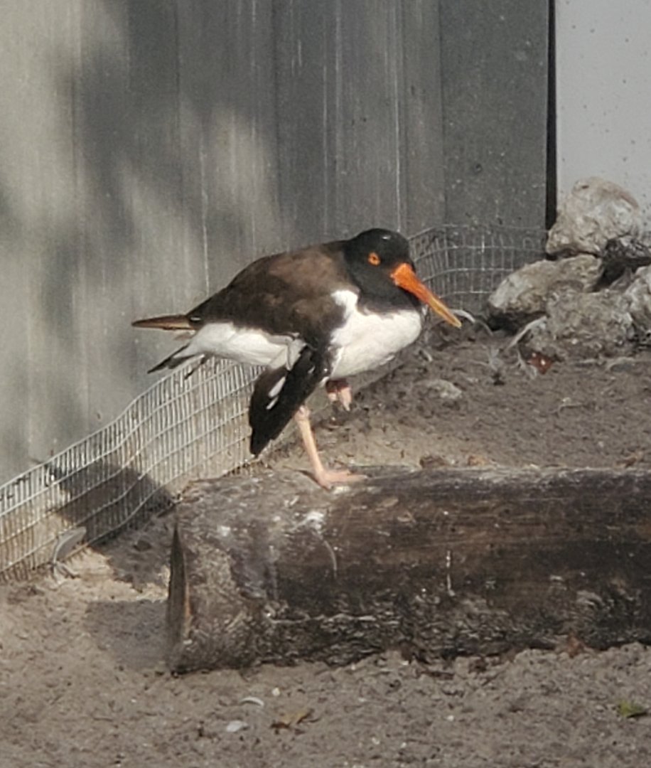 Seaside Seabird Sanctuary (2022) - American Oystercatcher