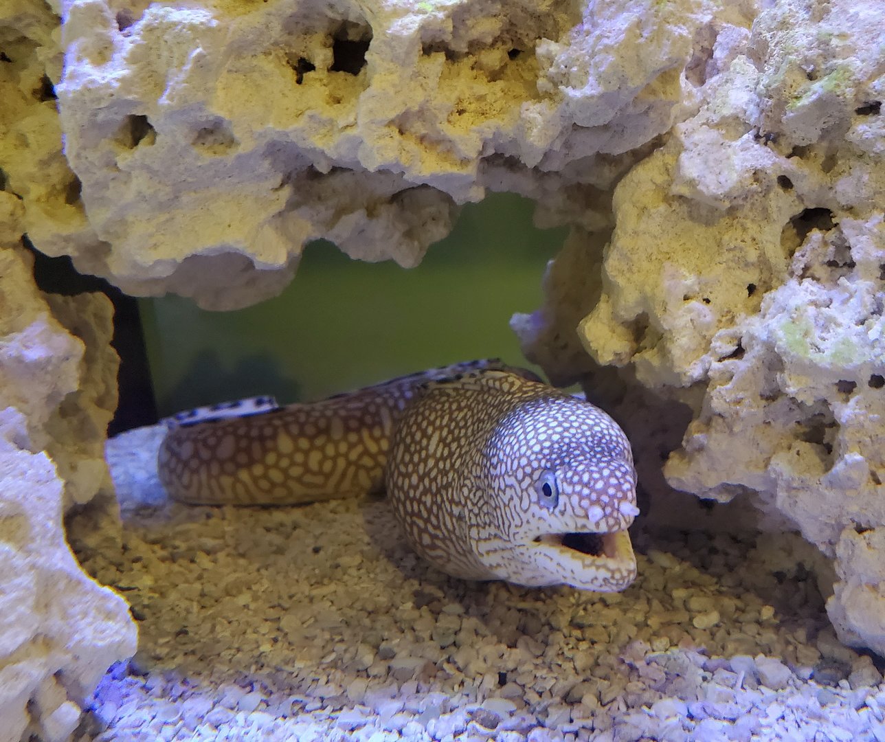 Seaside Seabird Sanctuary (2022) - Aquarium room