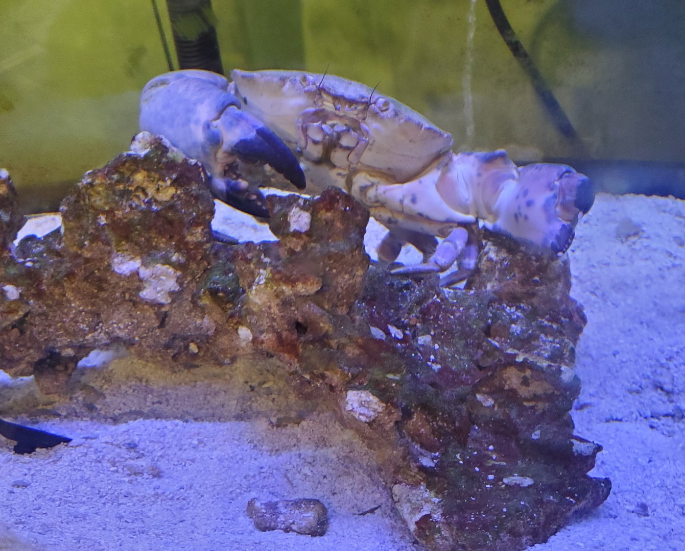 Seaside Seabird Sanctuary (2022) - Aquarium room