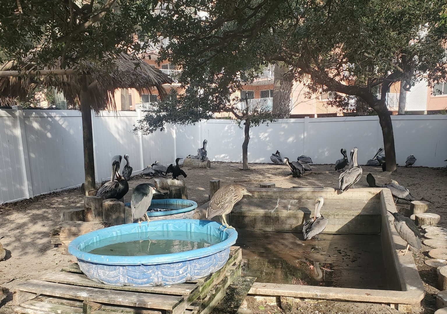 Seaside Seabird Sanctuary (2022) - Large shorebirds enclosure