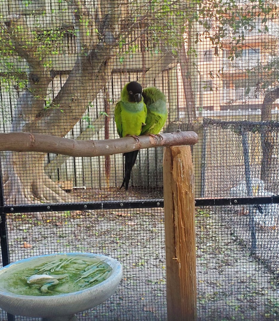 Seaside Seabird Sanctuary (2022) - Nanday Parakeet