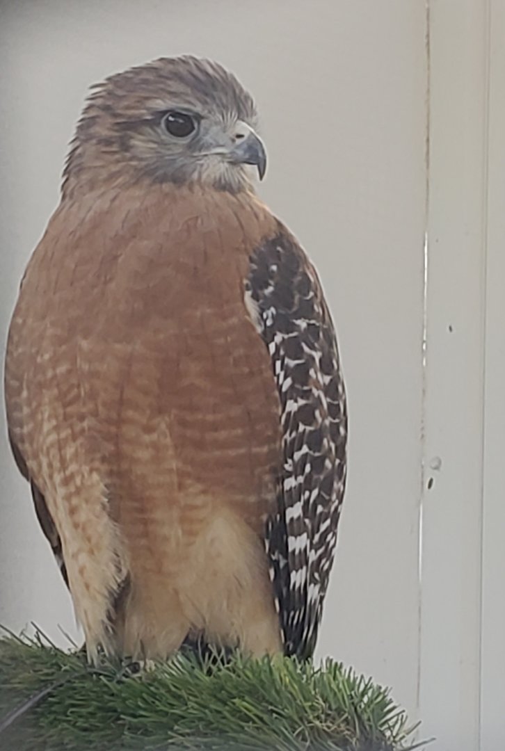 Seaside Seabird Sanctuary (2022) - Red-shouldered Hawk