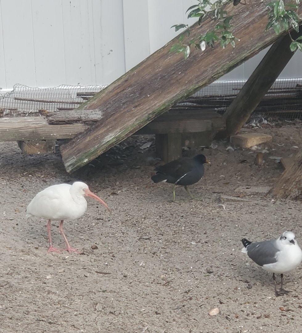 Seaside Seabird Sanctuary (2022) - Small shorebirds