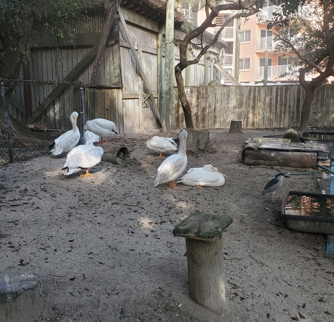 Seaside Seabird Sanctuary (2022) - White Pelican and other birds enclosure