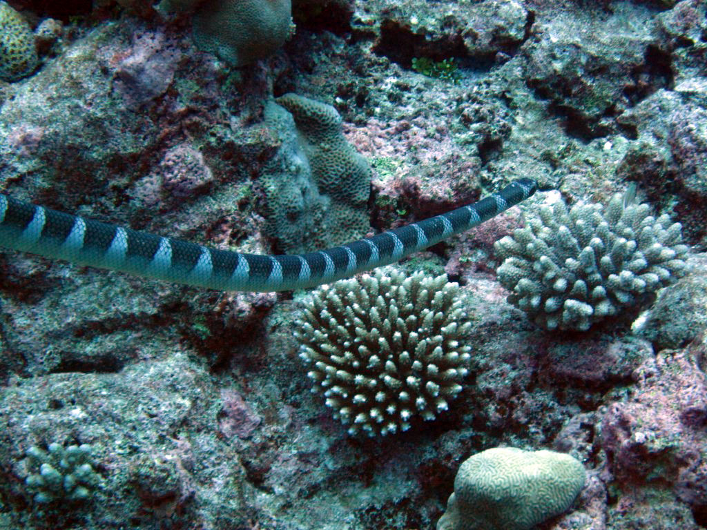 Seasnake (Laticauda schistorhynchus)