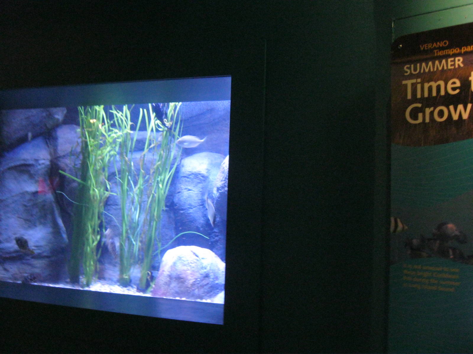 Seasons of the Sound- Summer