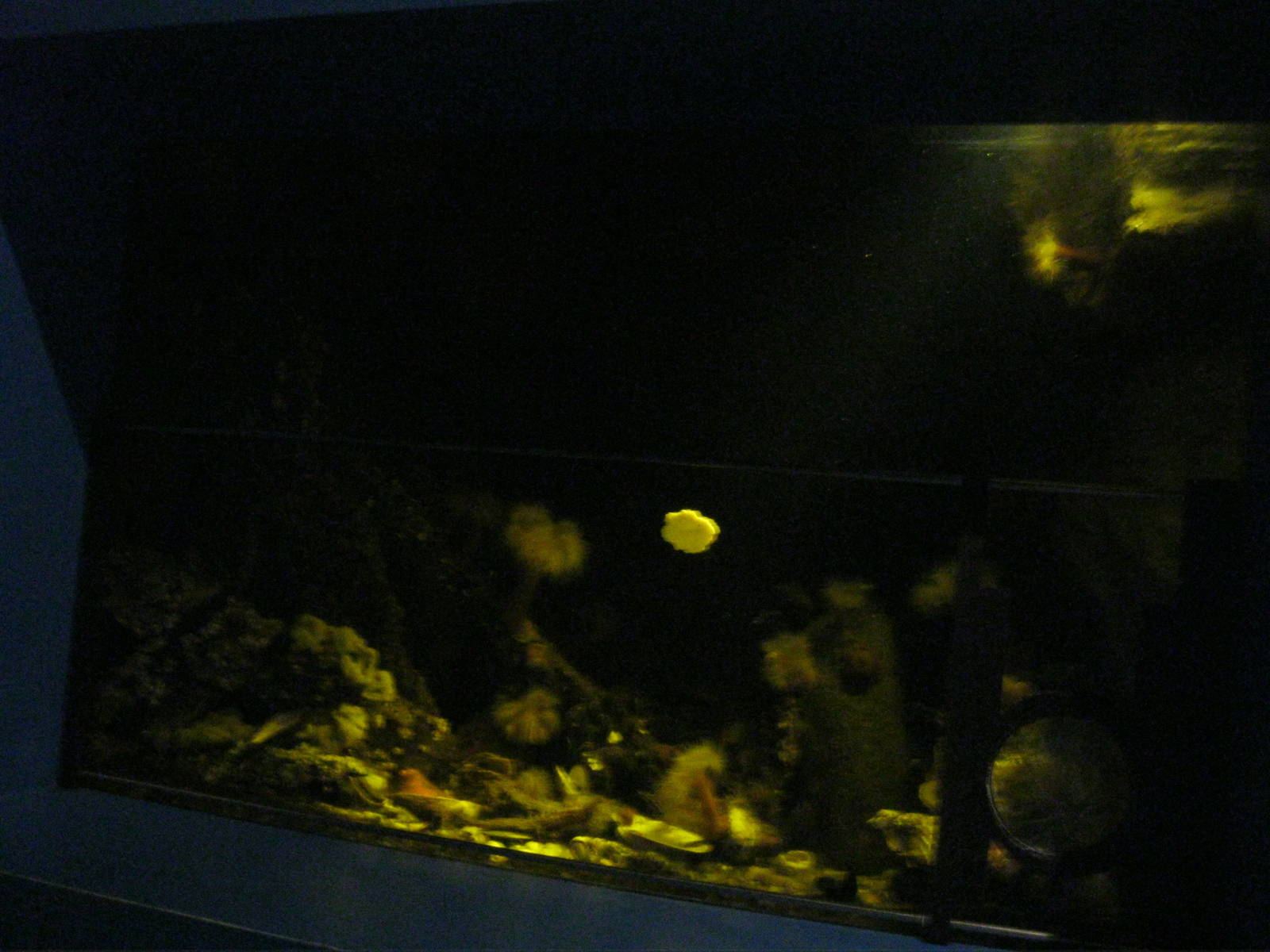 Seasons of the Sound- Winter Tank