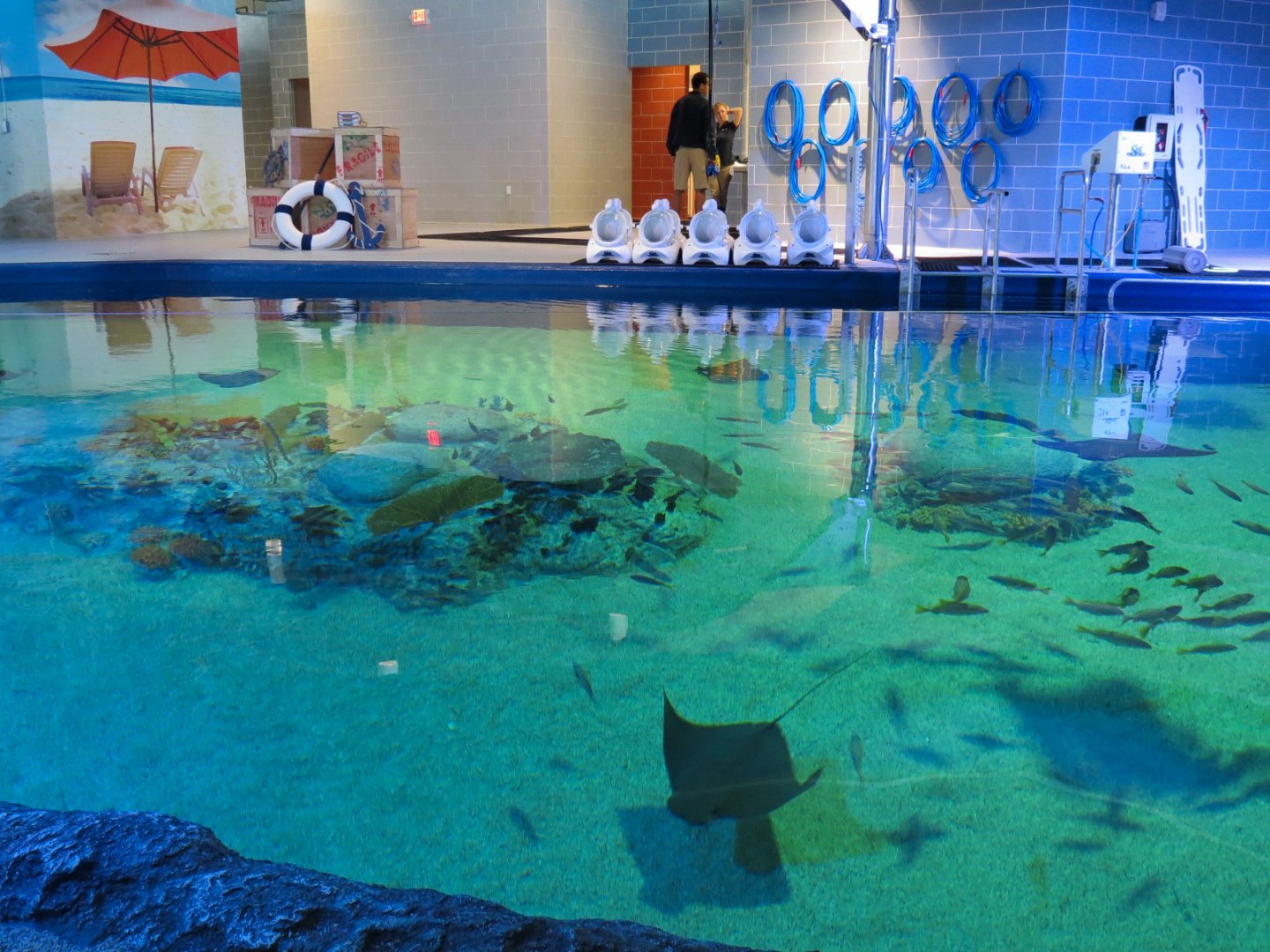 SeaTREK's Stingray Bay