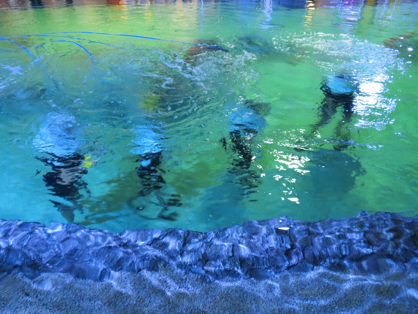 SeaTREK's Stingray Bay