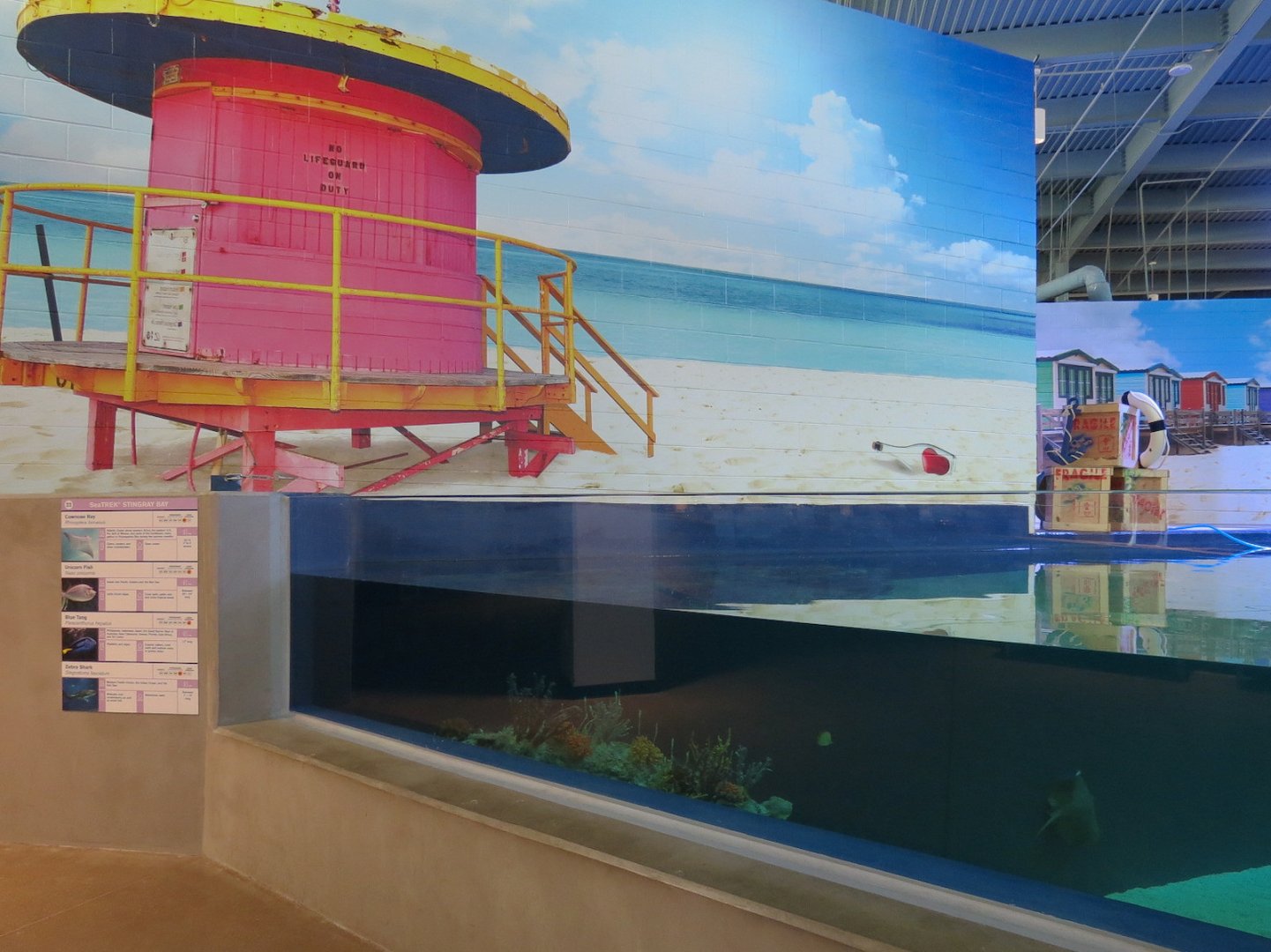 SeaTREK's Stingray Bay