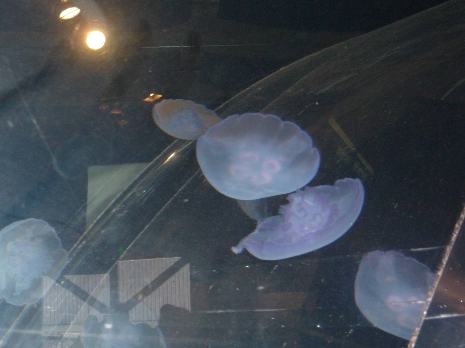 Seattle Aquarium - Jellyfish