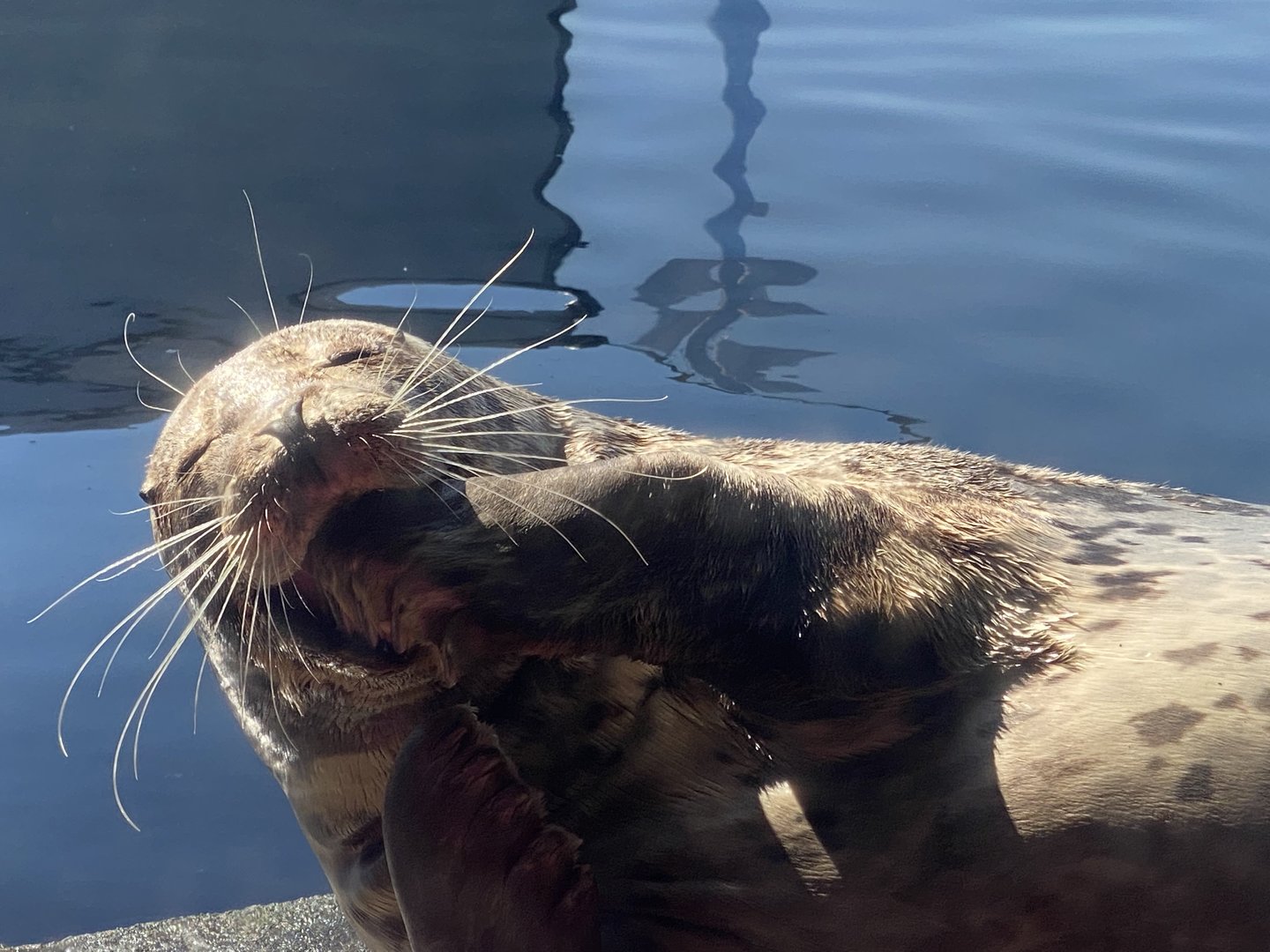 Seattle Aquarium July 7, 2021