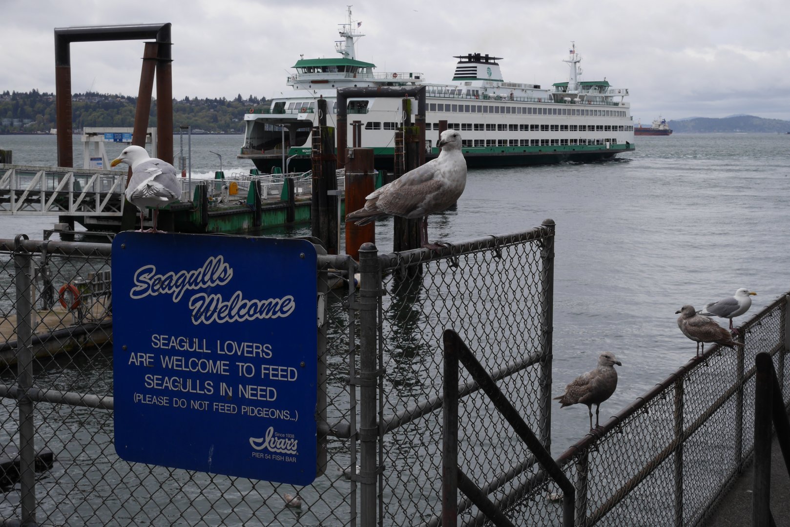 Seattle Seagulls - My First US Zoo Trip