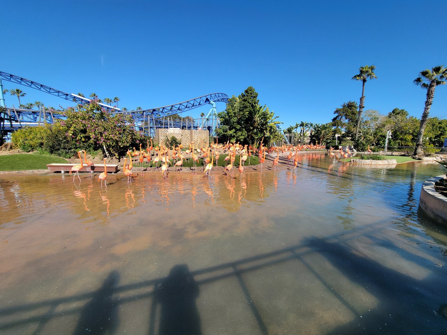 SeaWorld San Diego - American flamingos
