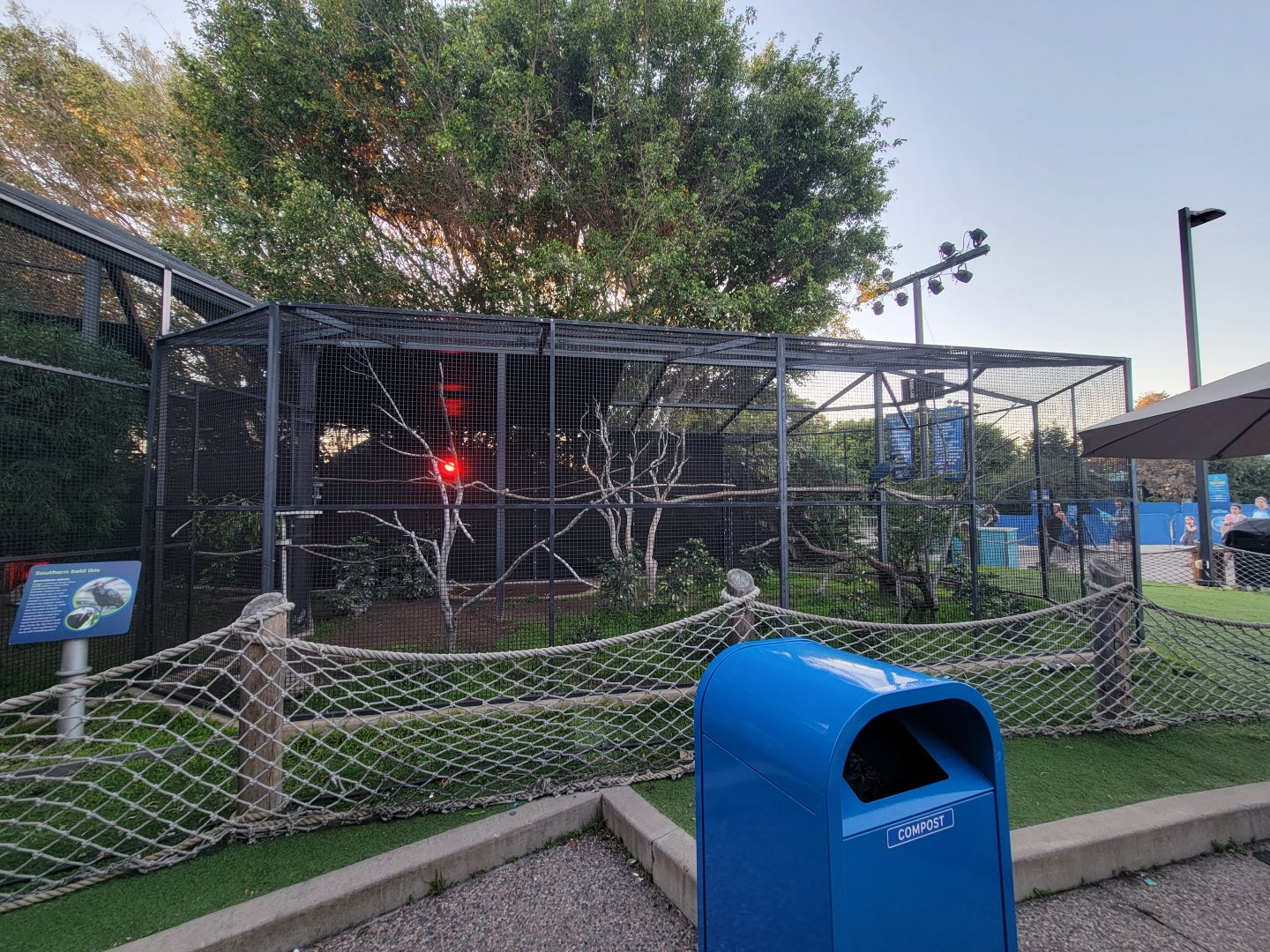 SeaWorld San Diego - Aviary at exit, great blue turaco