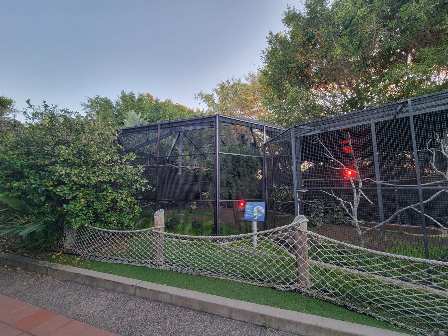 SeaWorld San Diego - Aviary at exit, southern bald ibis