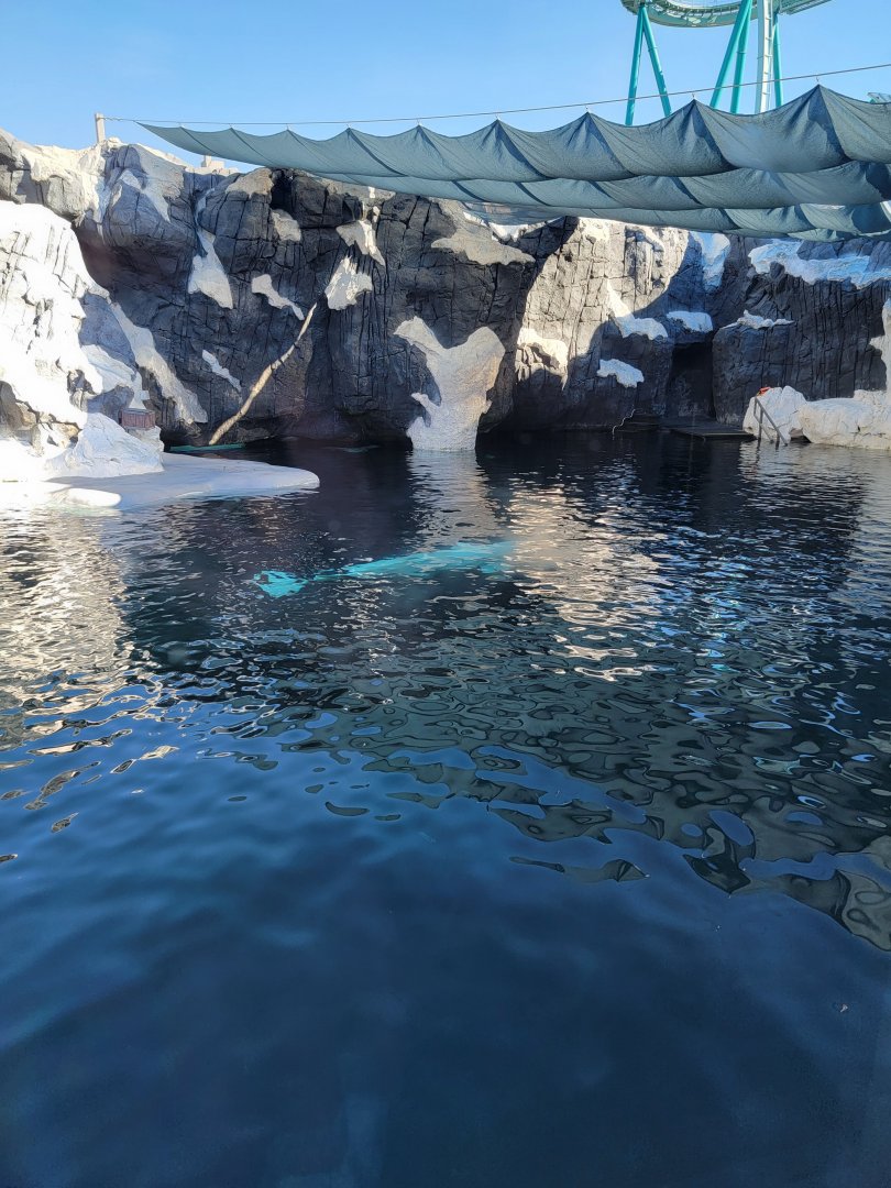 SeaWorld San Diego - Beluga pool