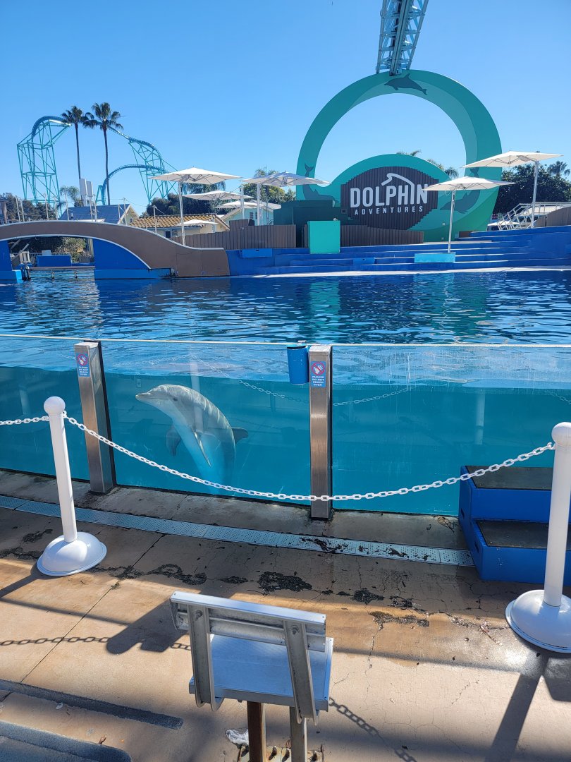 SeaWorld San Diego - Bottlenose dolphin watching people arrive for the show :)