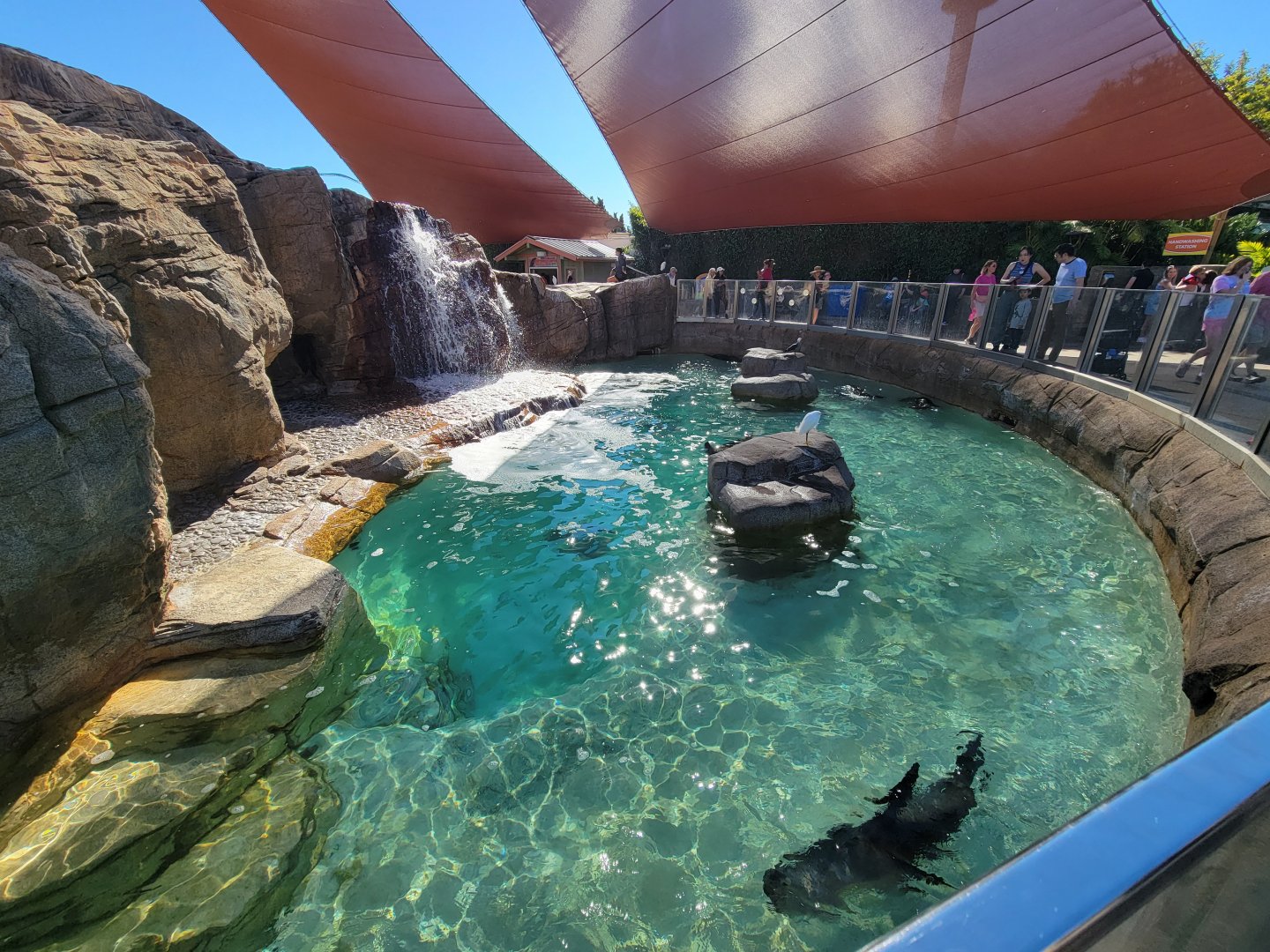SeaWorld San Diego - California sea lion / harbor seal pool