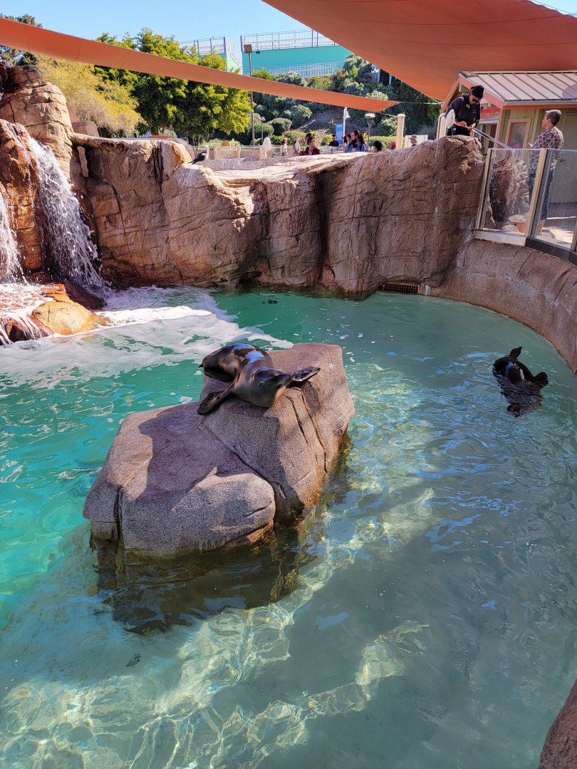 SeaWorld San Diego - California sea lion / harbor seal pool