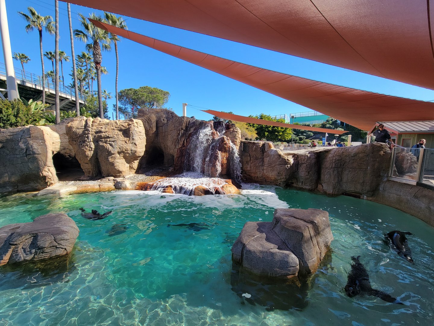SeaWorld San Diego - California sea lion / harbor seal pool