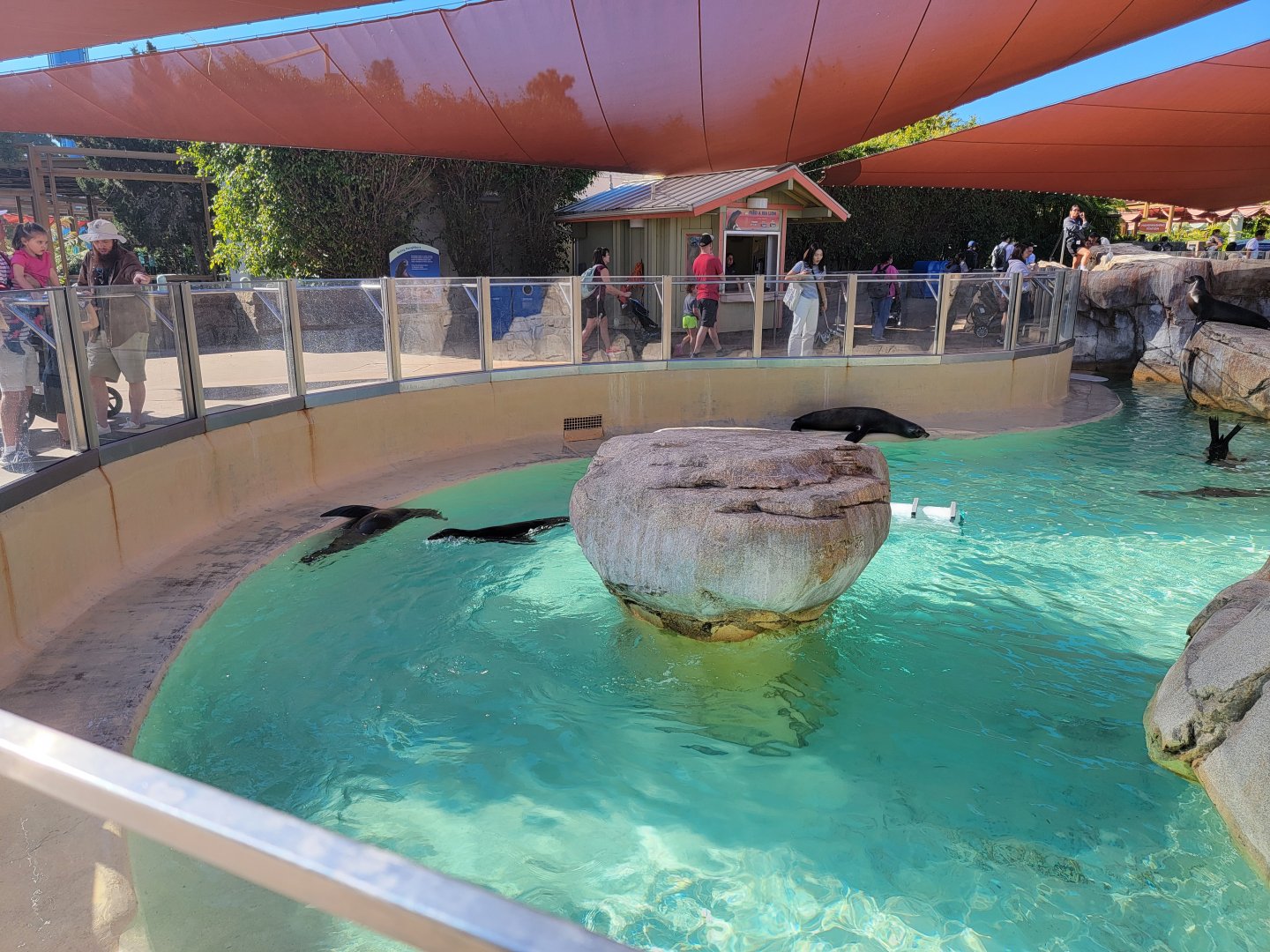 SeaWorld San Diego - California sea lions resting