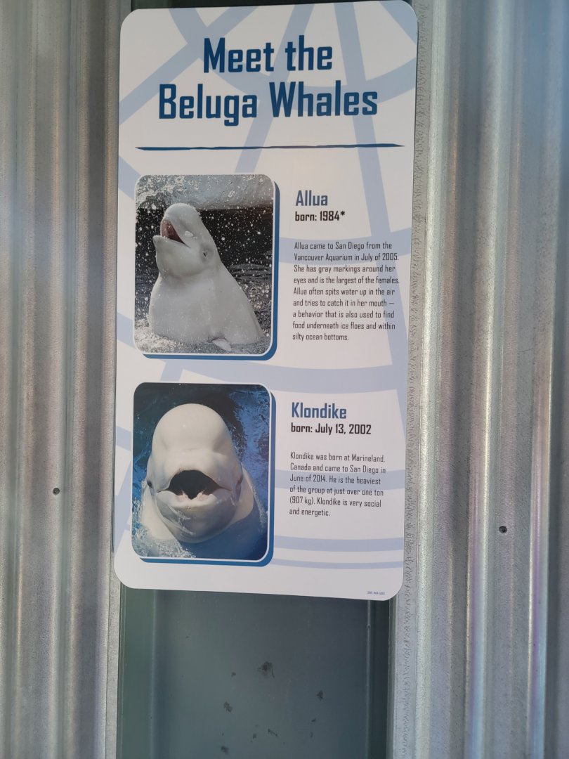 SeaWorld San Diego - Current belugas