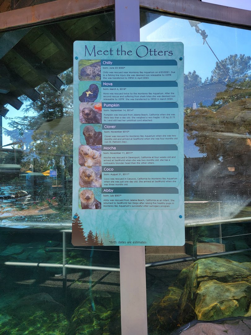 SeaWorld San Diego - Current sea otters, all rescued along the coast of California