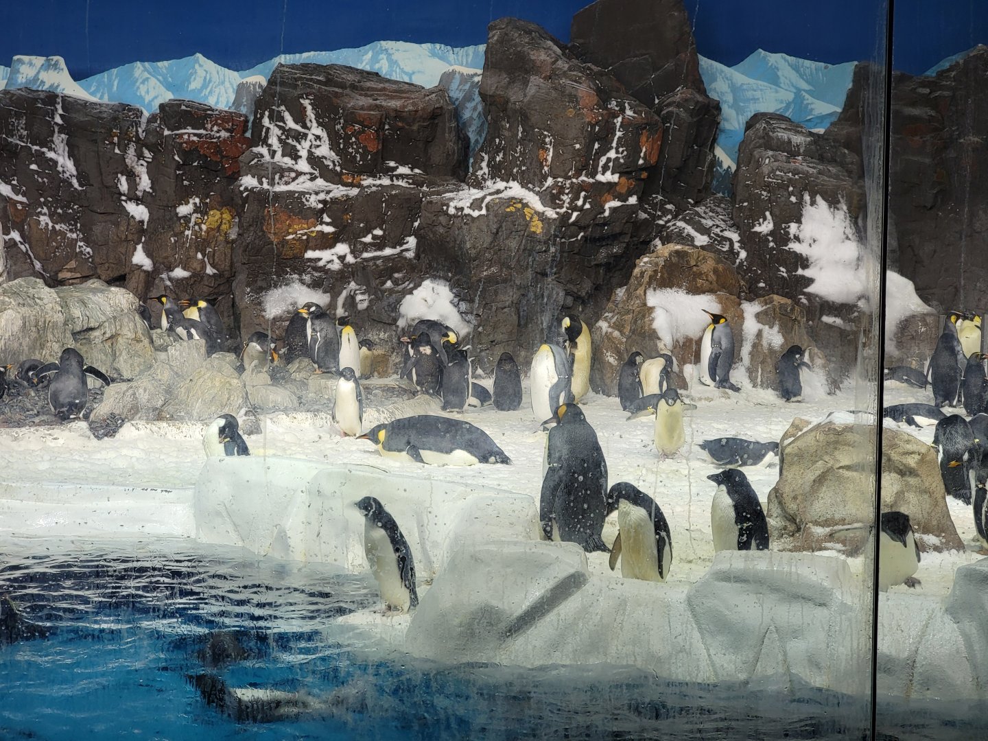 SeaWorld San Diego - Emperor penguins hanging out with their shorter friends
