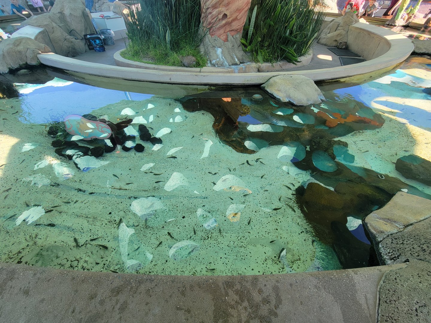 SeaWorld San Diego - Fish touch area