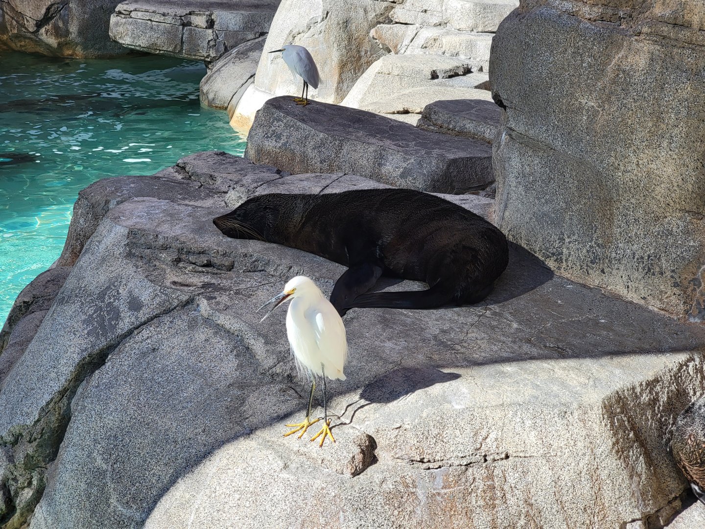 SeaWorld San Diego - Guadalupe fur seal and wild snowy egrets