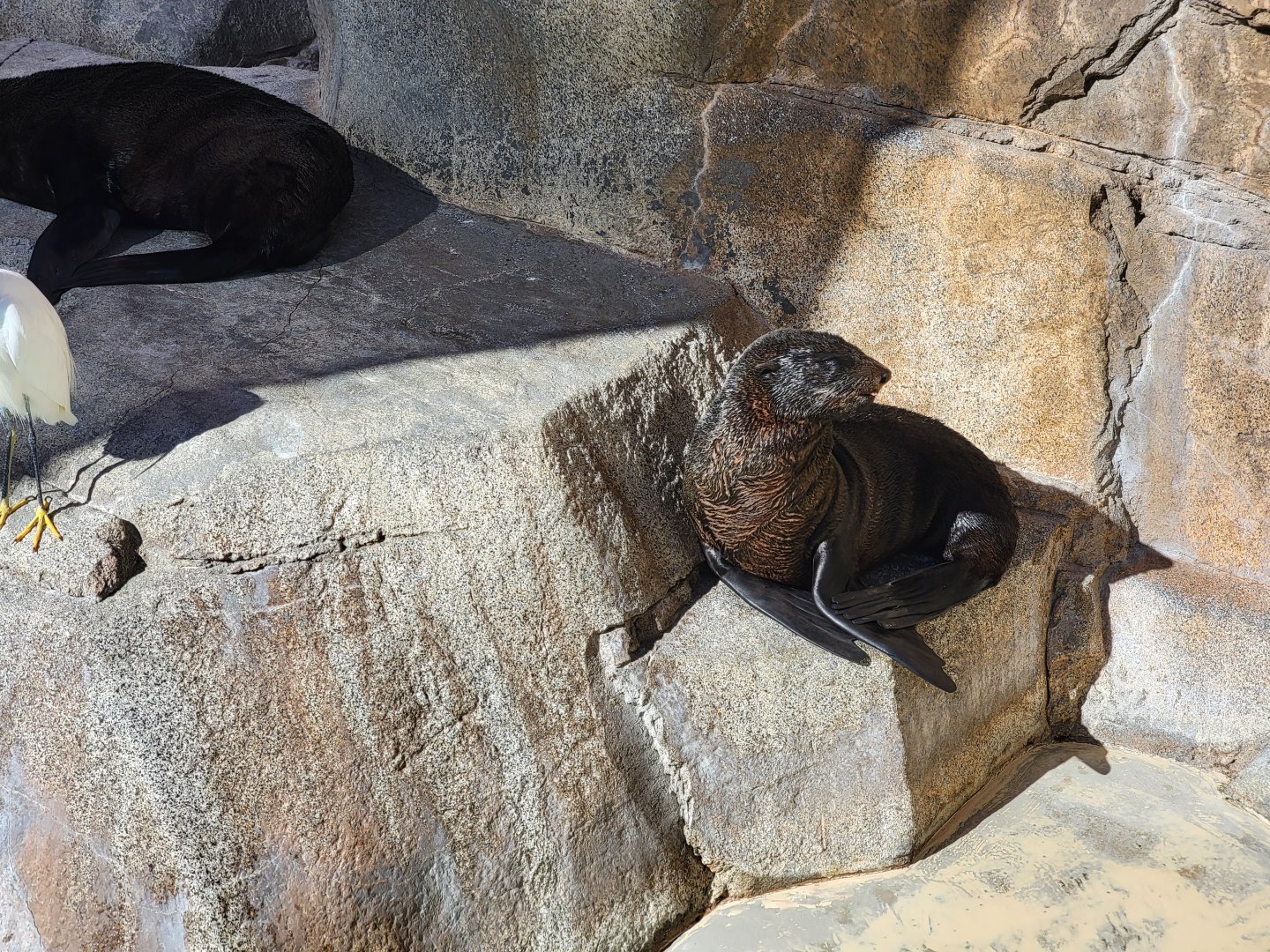 SeaWorld San Diego - Guadalupe fur seal