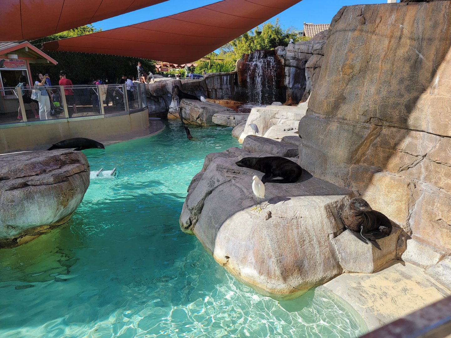 SeaWorld San Diego - Guadalupe fur seals and California sea lions