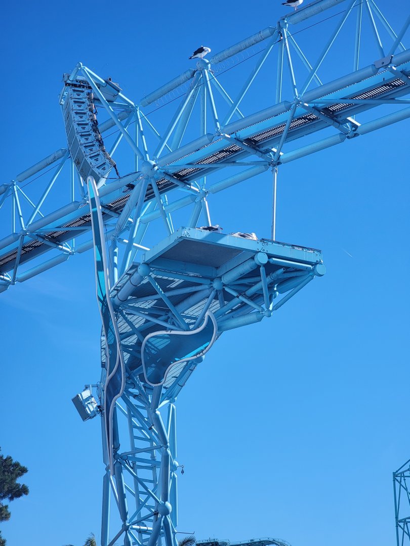 SeaWorld San Diego - Gulls hanging out high above the dolphin stage