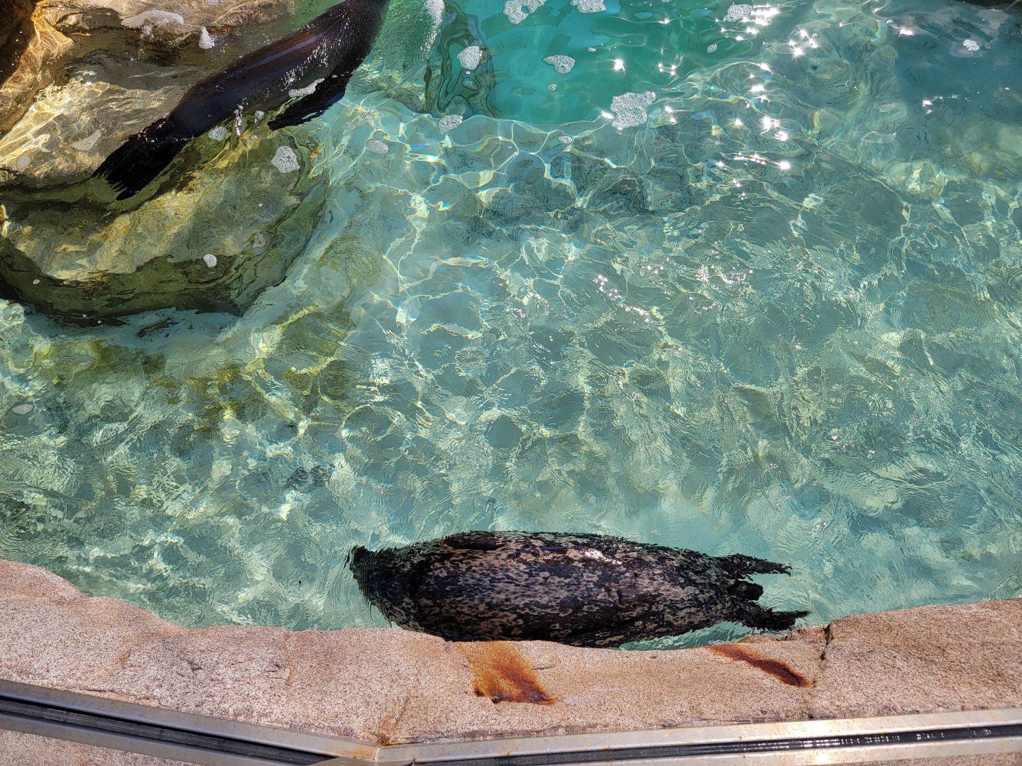 SeaWorld San Diego - Harbor seal in California sea lion / harbor seal pool