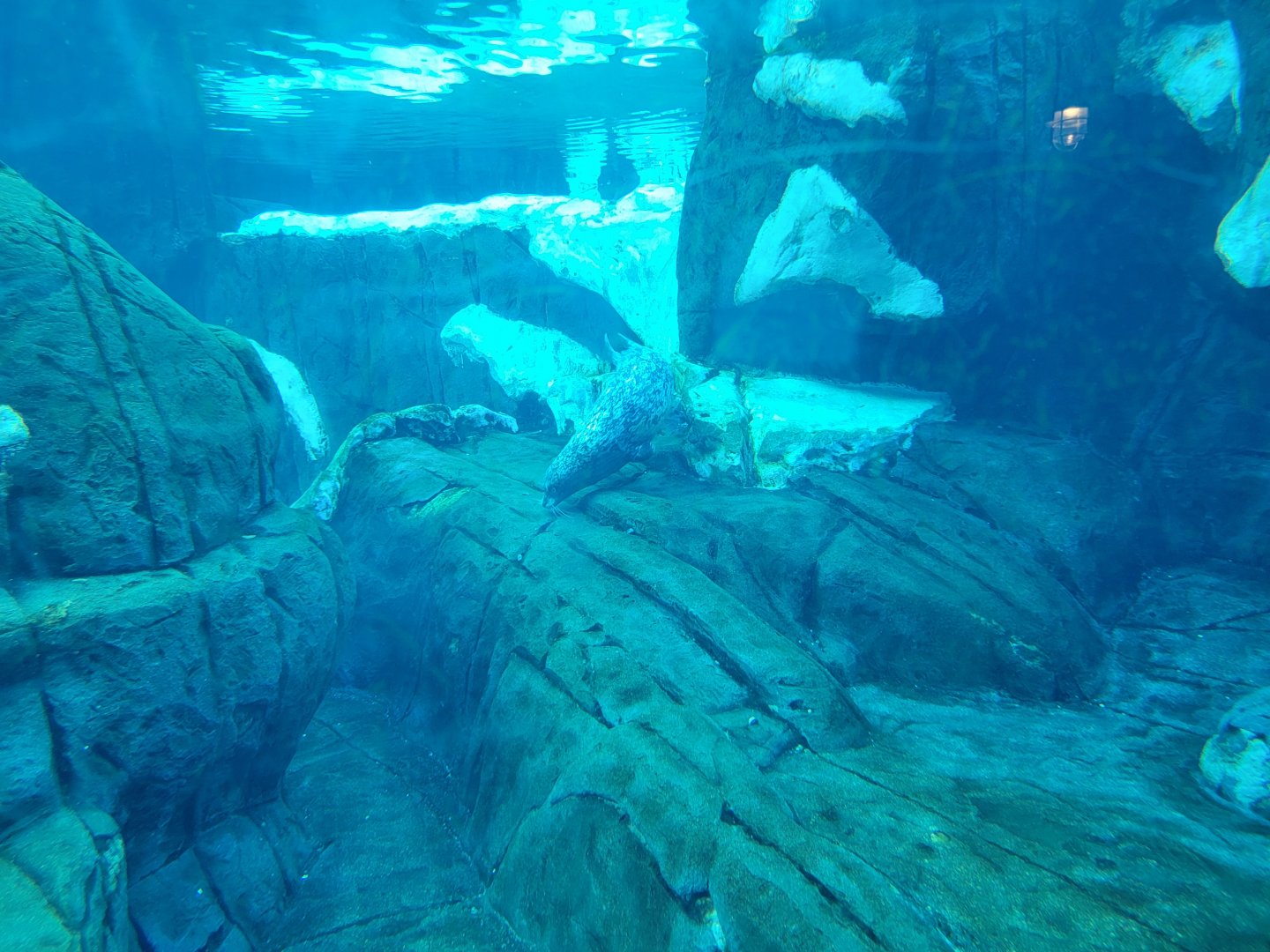 SeaWorld San Diego - Harbor seal underwater