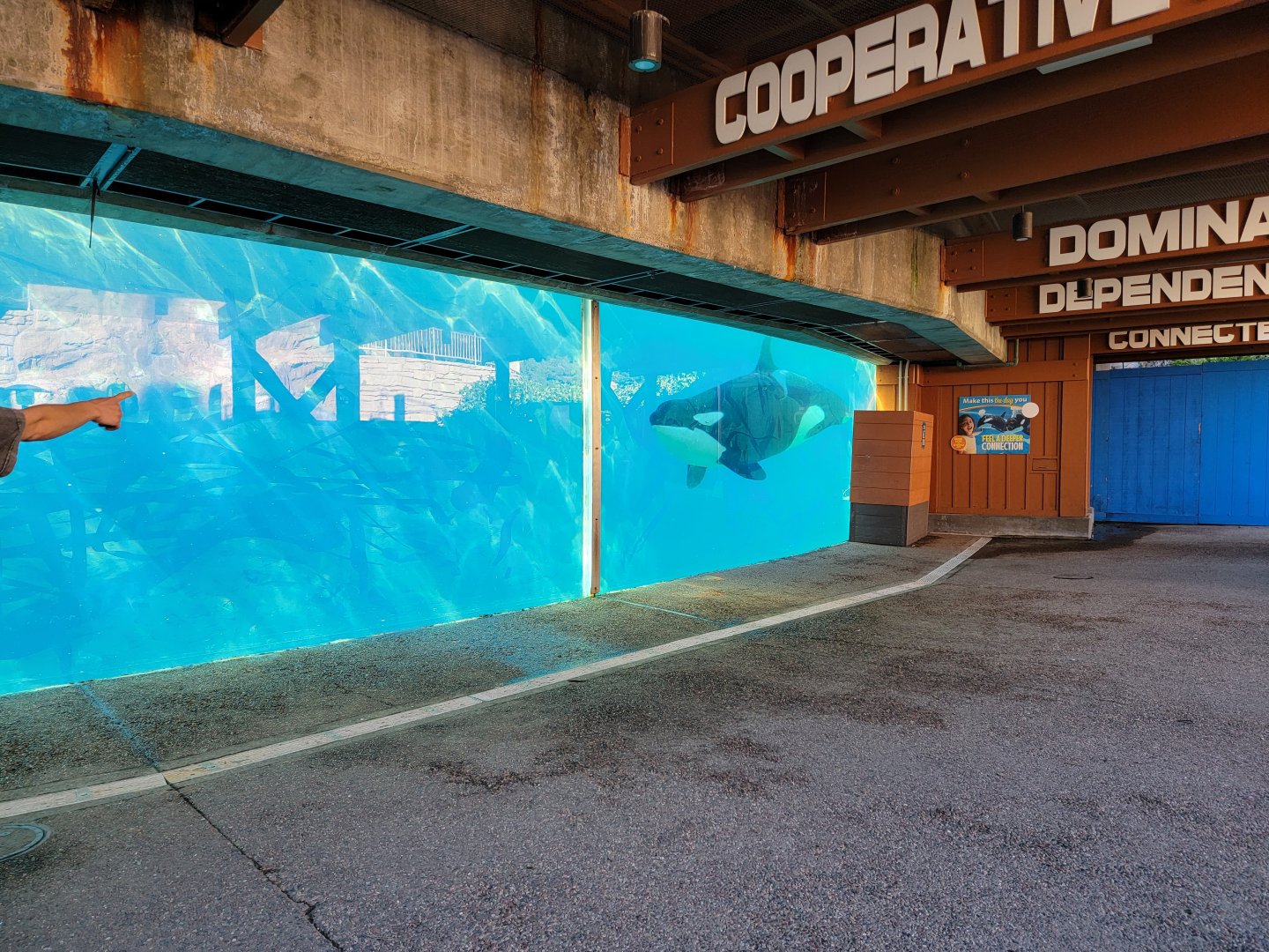 SeaWorld San Diego - Orca underwater viewing