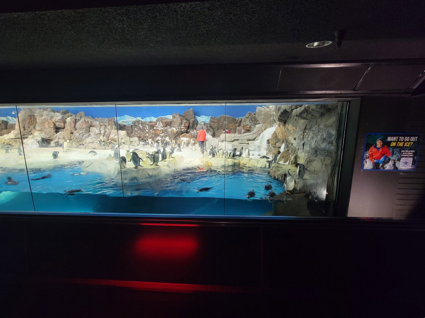 SeaWorld San Diego - Penguins!