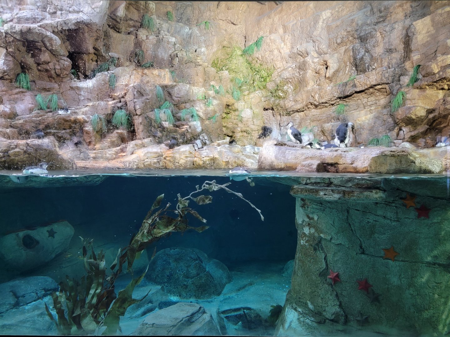 SeaWorld San Diego - Puffins and murres