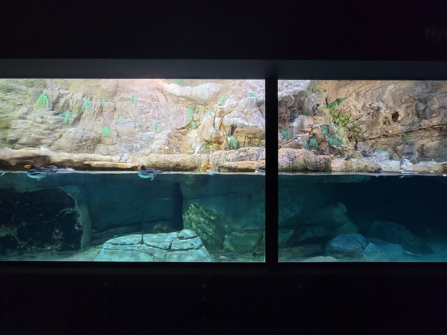 SeaWorld San Diego - Puffins and murres