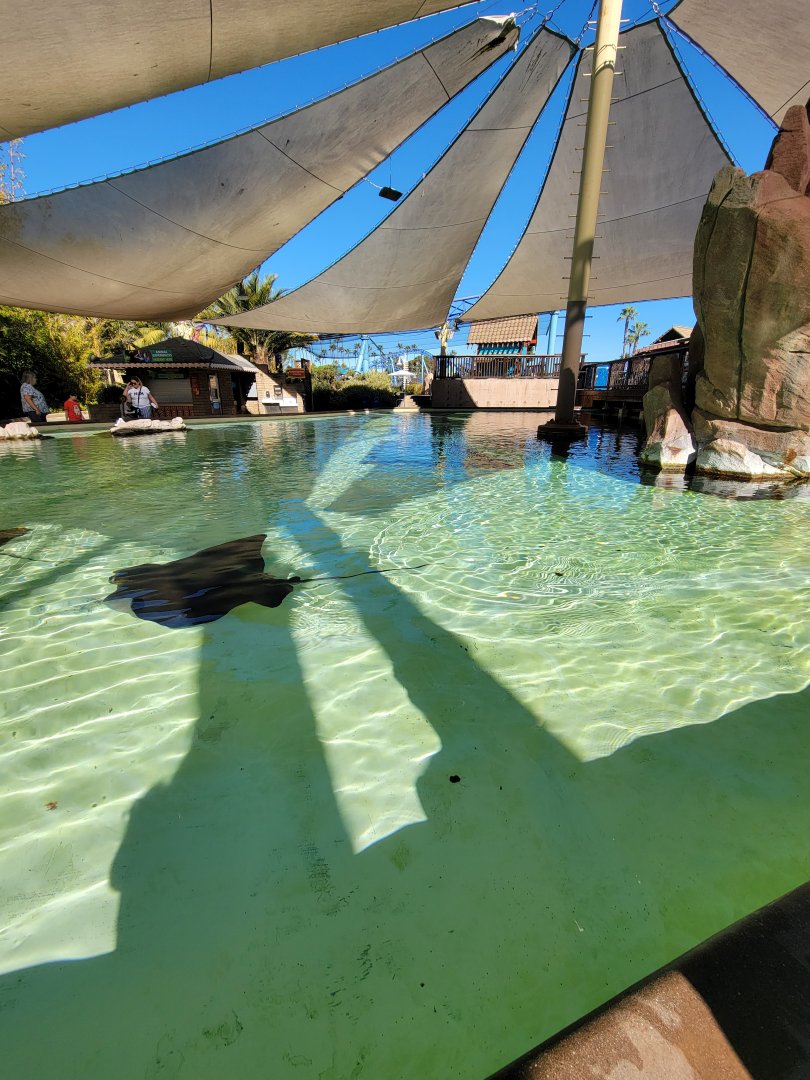 SeaWorld San Diego - Ray touch area