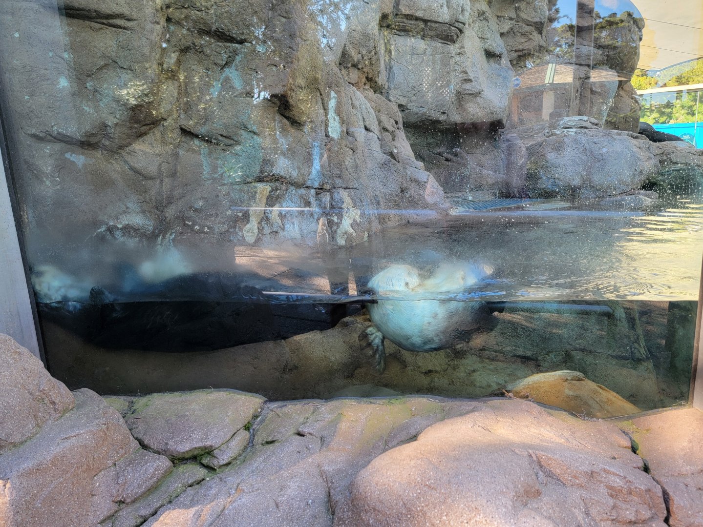 SeaWorld San Diego - Sea otters playing in the corner