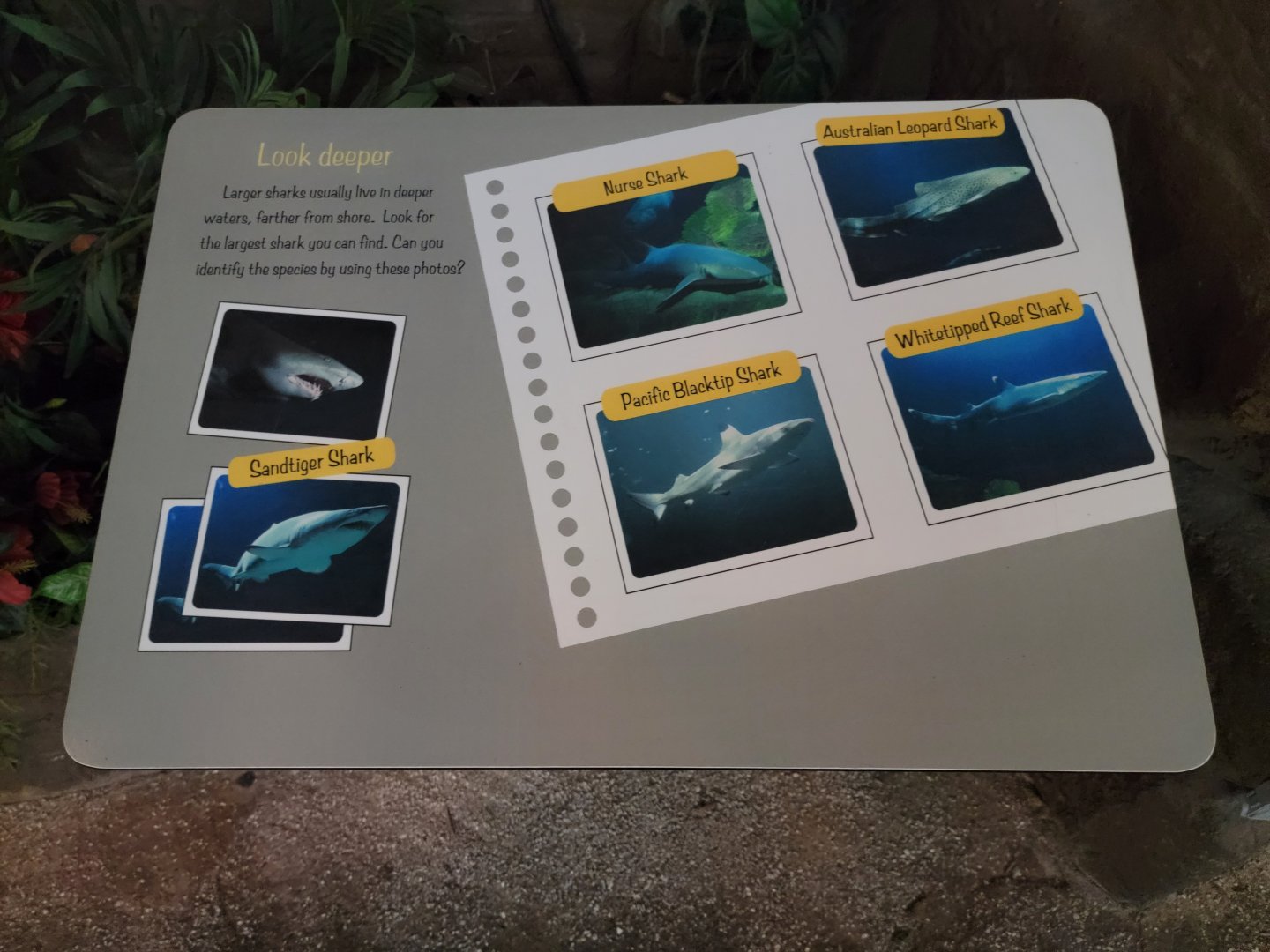 SeaWorld San Diego - Shark building sign for larger species