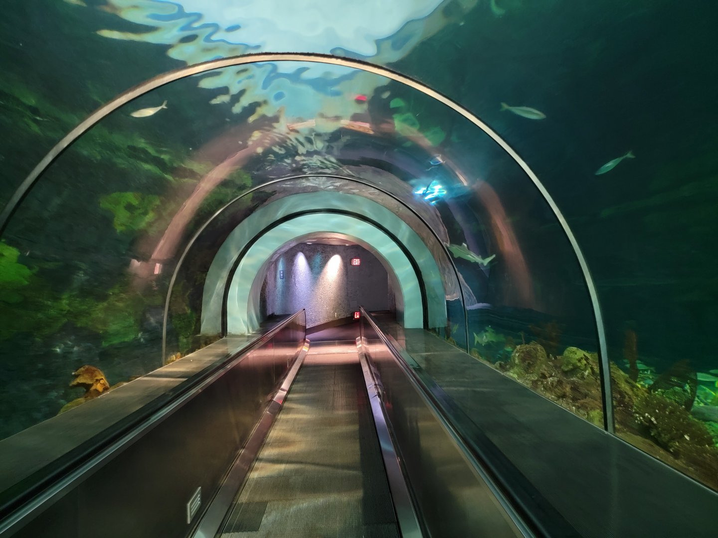 SeaWorld San Diego - Shark building underwater tunnel